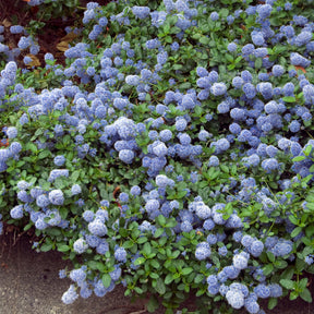 Ceanothus thyrsiflorus repens - Amerikaanse sering 'Repens' - Ceanothus - Californische sering