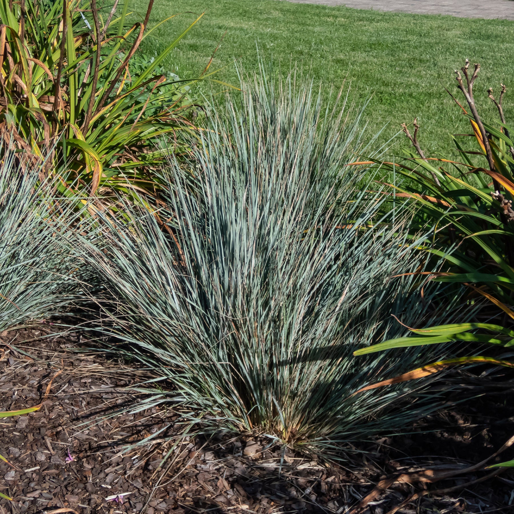 Sierhaver (x2) - Willemse