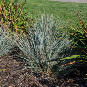 Sierhaver (x2) - Willemse