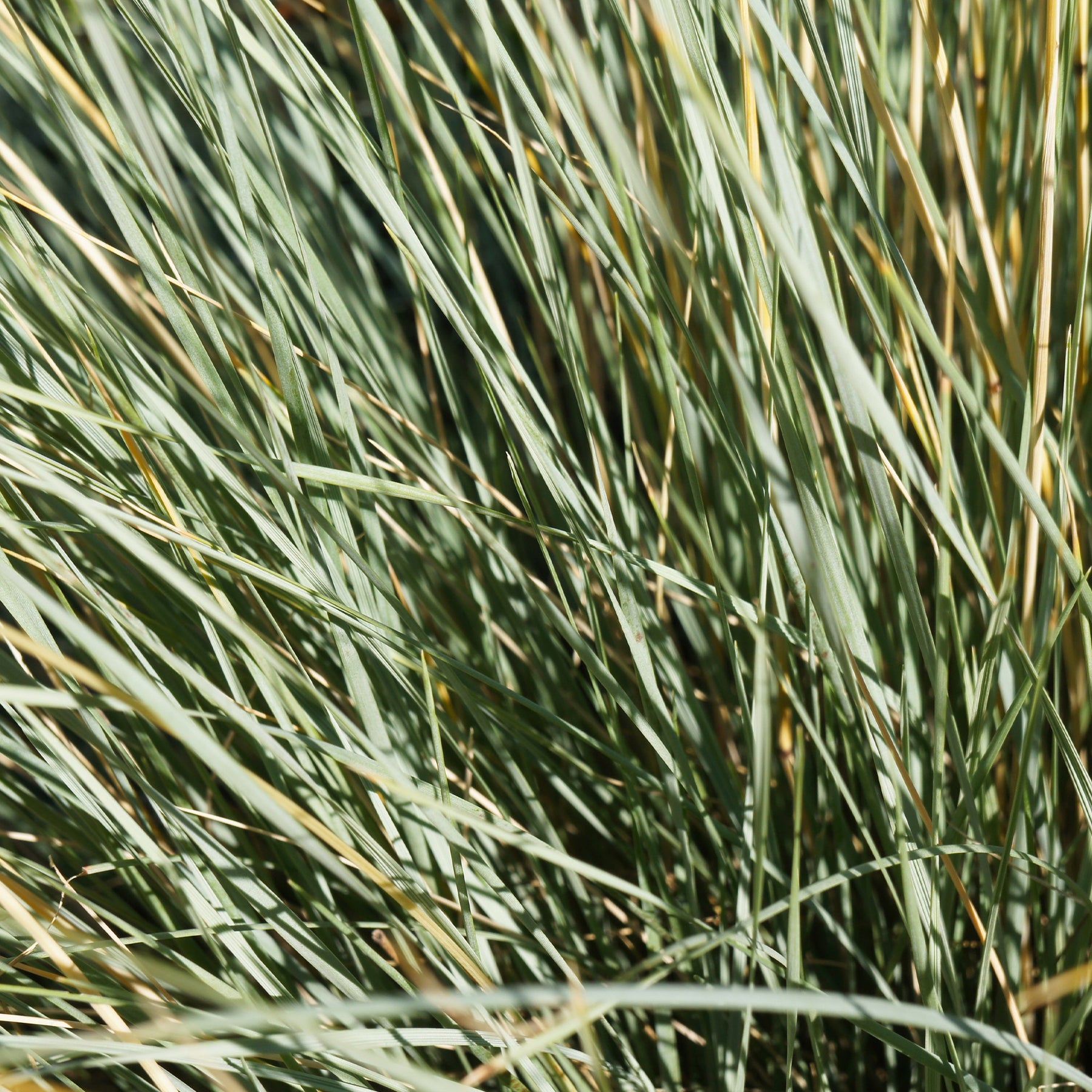 Helictotrichon sempervirens - Sierhaver (x2) - Siergrassen