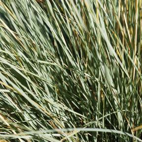 Helictotrichon sempervirens - Sierhaver (x2) - Siergrassen