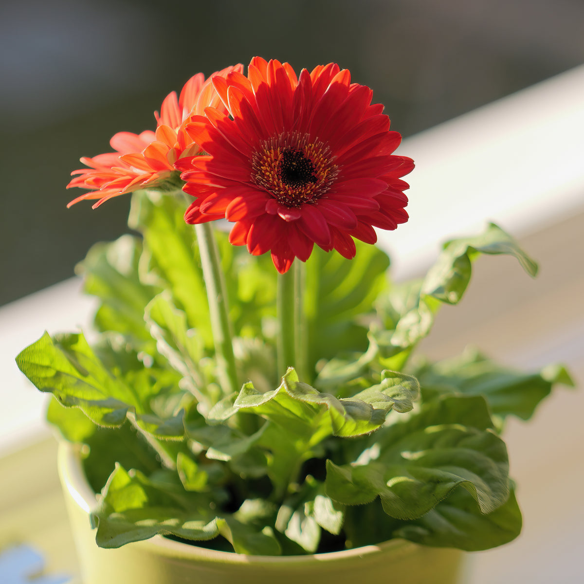Gerbera Garvinea Pam (x2) - Garvinea - Willemse