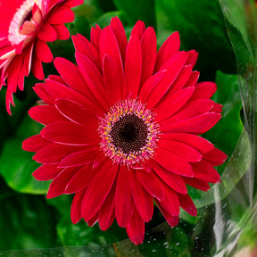 Gerbera Garvinea Pam (x2)
