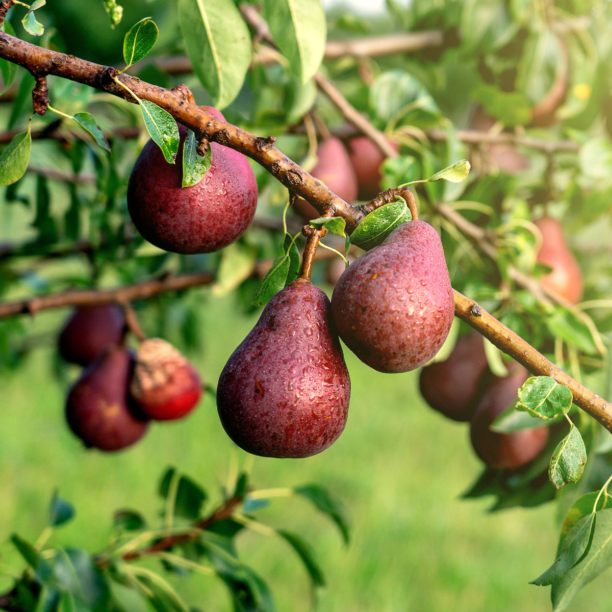 Pyrus communis William's red - Perenboom 'William's Rouge' - Perenbomen