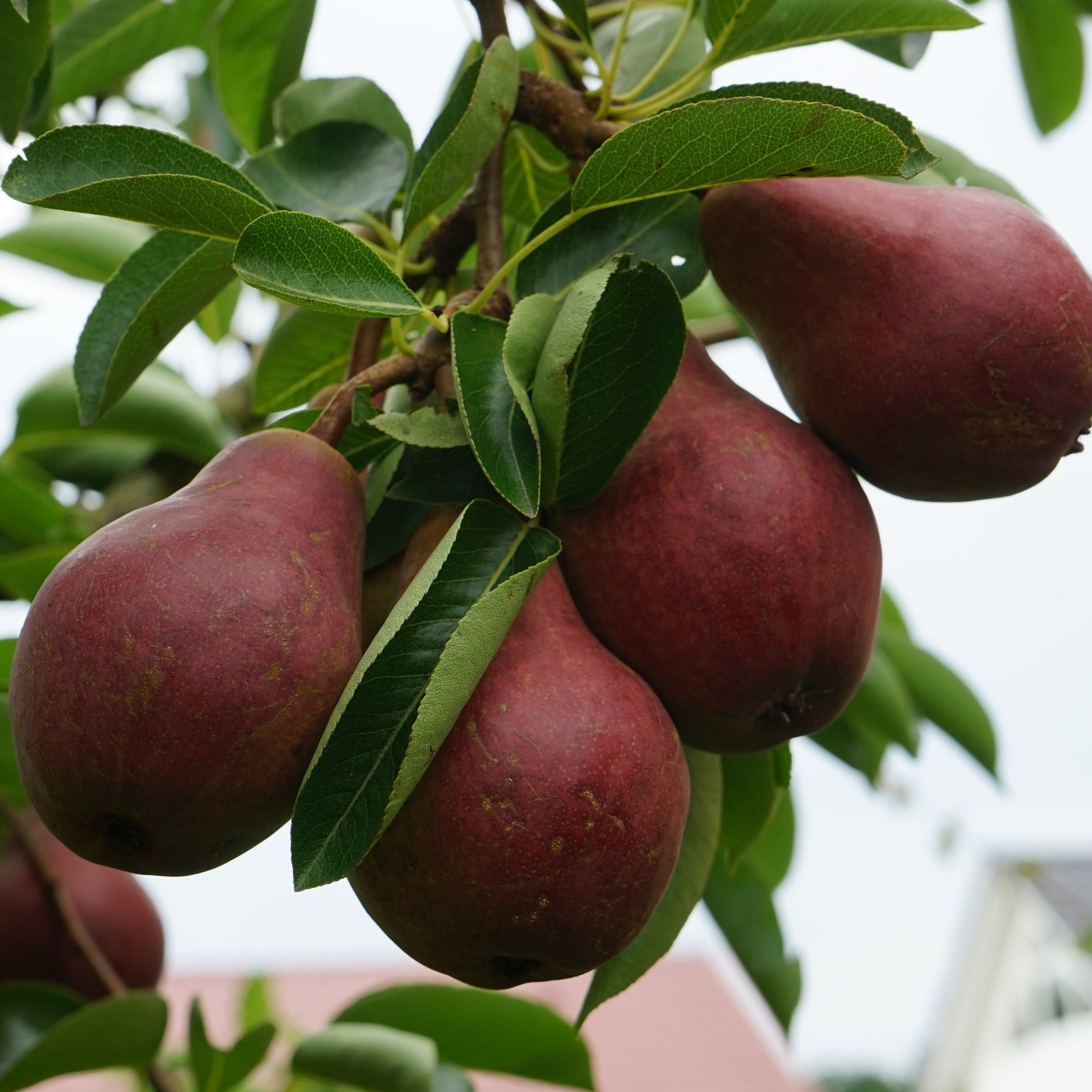Perenboom 'William's Rouge' - Willemse