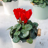 Rode cyclaam (x3) - Cyclamen super série - Willemse