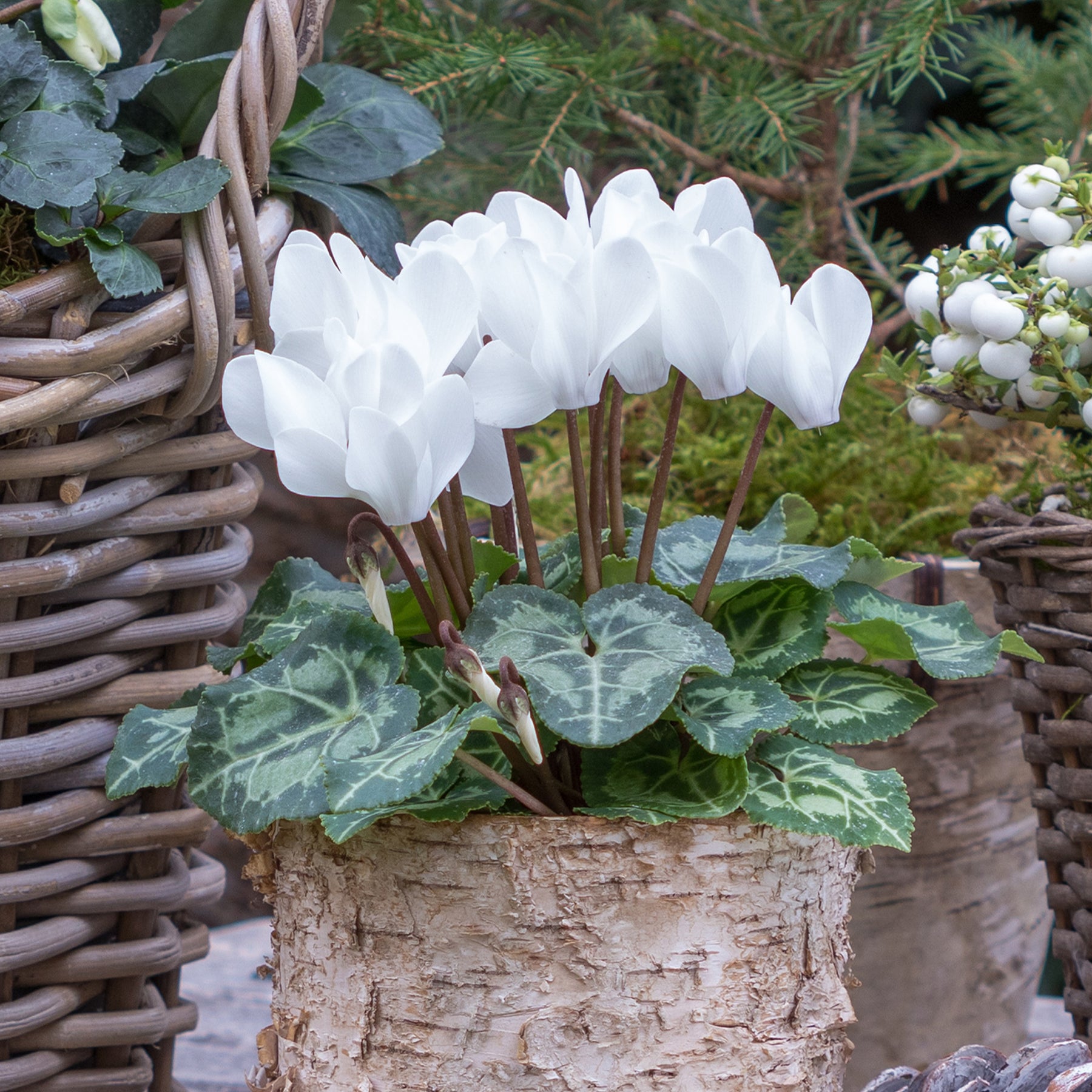 Witte cyclaam (x3) - Cyclamen super série - Willemse