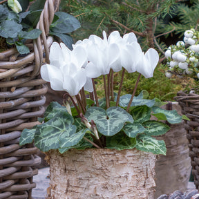 Witte cyclaam (x3) - Cyclamen super série - Willemse