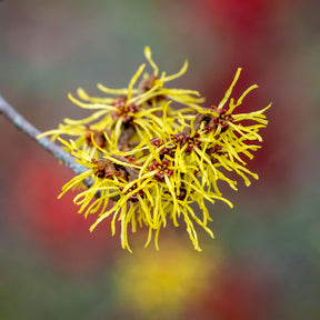 Hamamelis mollis - Chinese Toverhazelaar - Bloeiende heesters