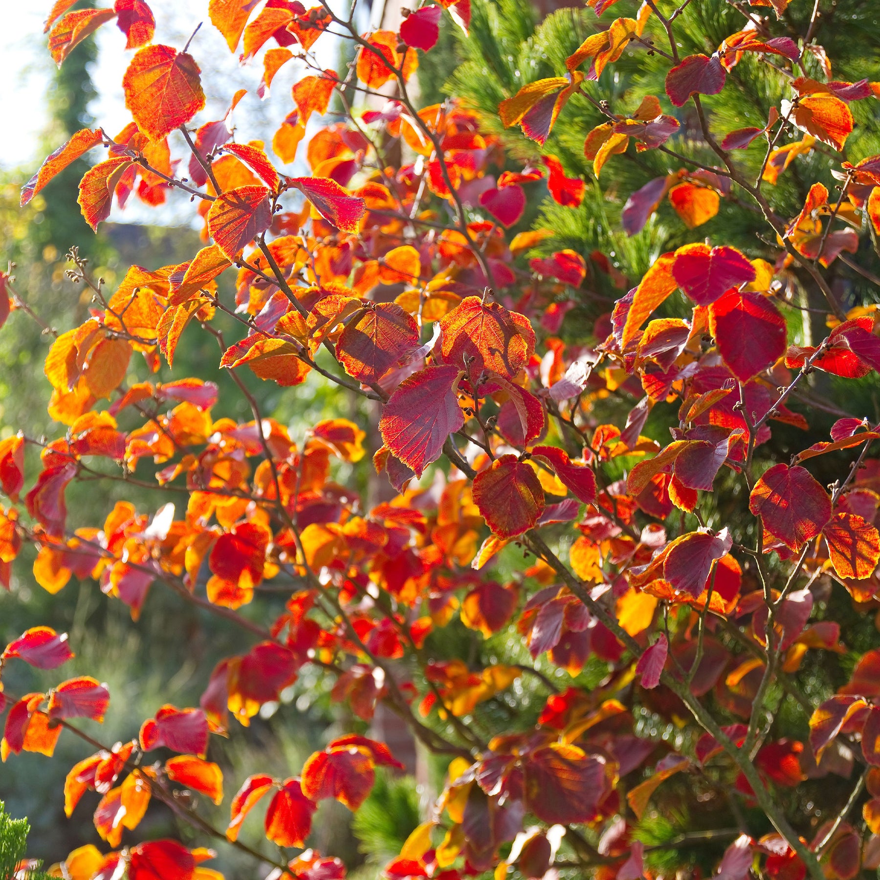 Bloeiende heesters - Chinese Toverhazelaar - Hamamelis mollis