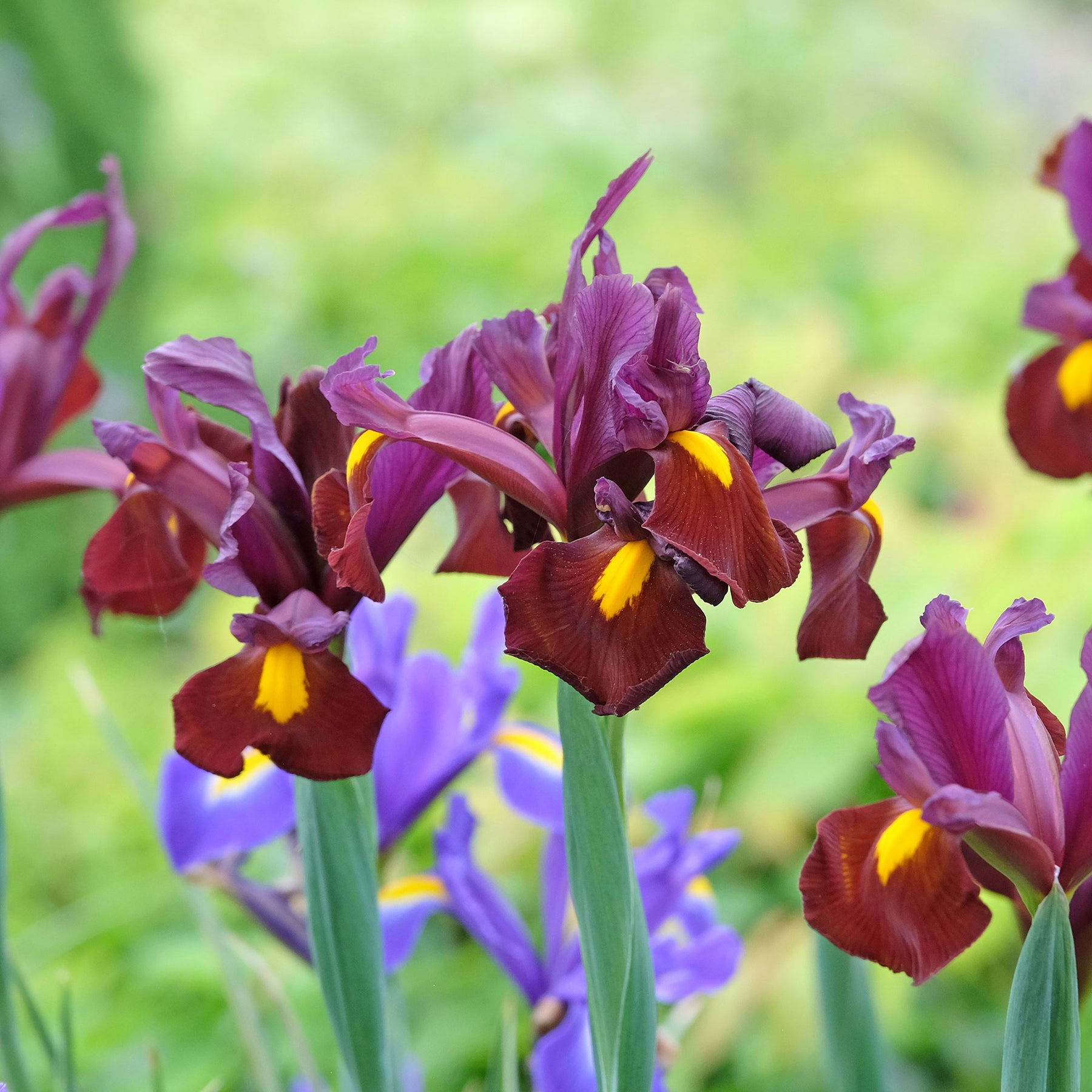 Hollandse iris 'Red Ember' (x20) - Willemse