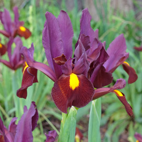 Iris hollandica Red Ember - Hollandse iris 'Red Ember' (x20) - Iris