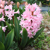 Roze Hyacinthen (x3) - Hyacinthus orientalis - Willemse