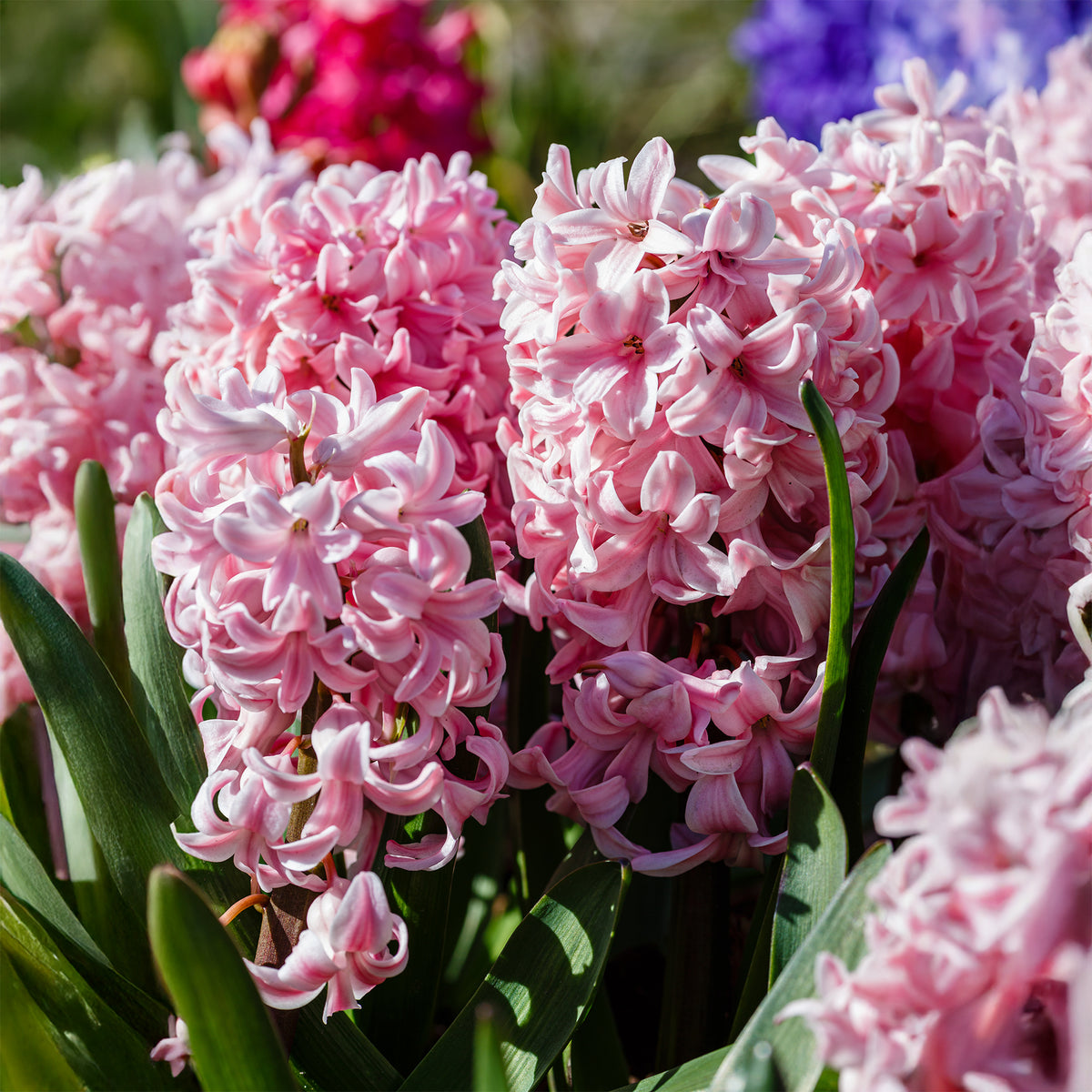 Roze Hyacinthen (x3) - Willemse