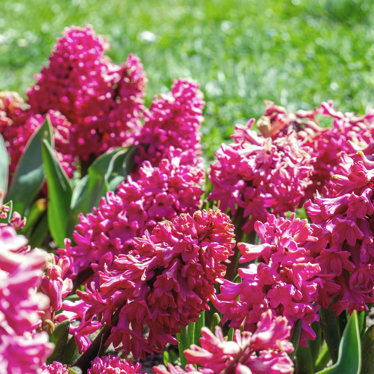 Rode Hyacinthen (x3) - Hyacinthus orientalis - Willemse
