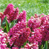 Rode Hyacinthen (x3) - Hyacinthus orientalis - Willemse