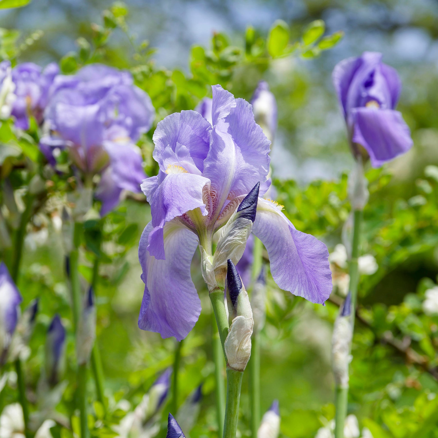 Baardiris 'Lovely Again' (x3) - Willemse
