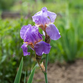 Iris germanica - Duitse iris - Baardiris 'Lovely Again' (x3) - Iris germanica lovely again