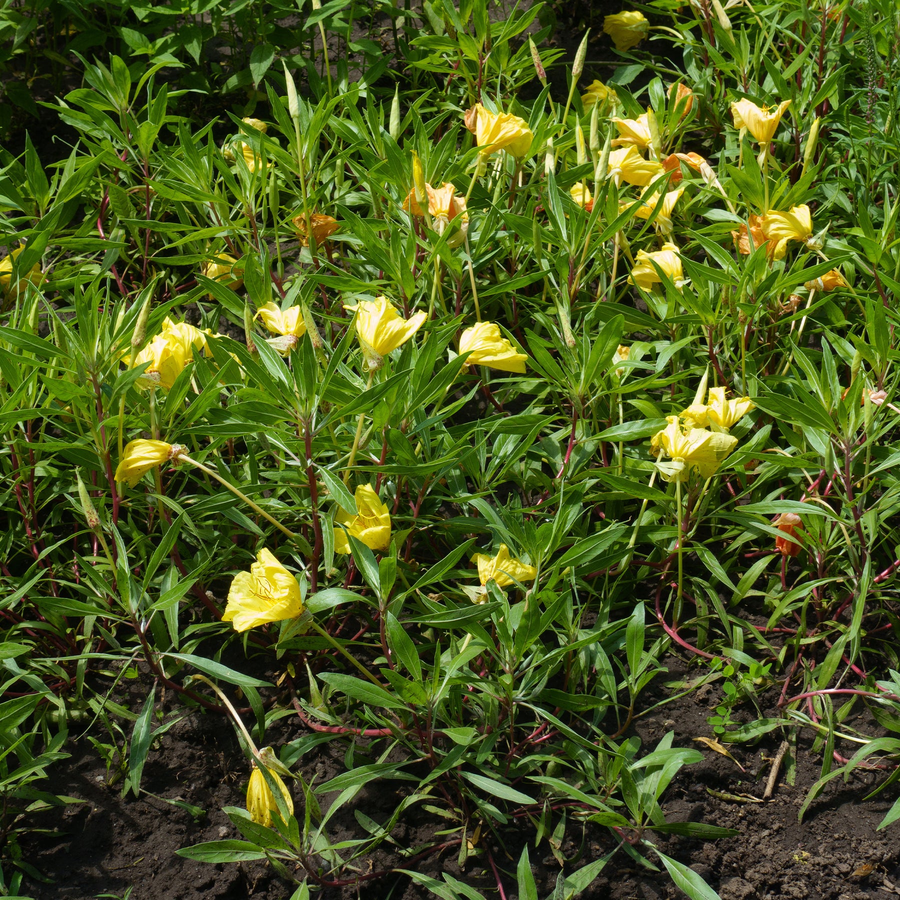 Grootbloemige teunisbloem (x2) - Oenothera macrocarpa (missouriensis) - Willemse