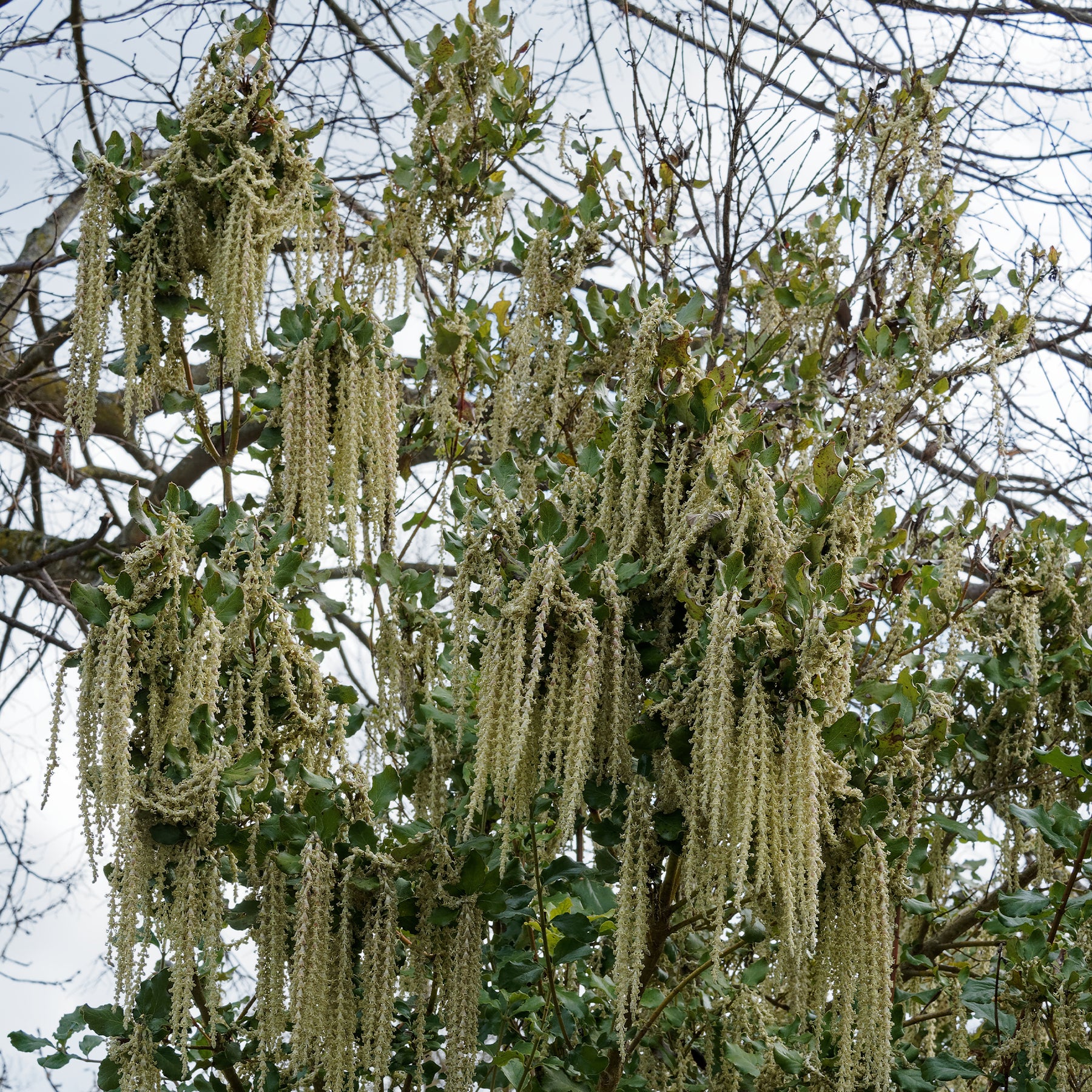 Balkon- en terrasplanten - Garrya - Garrya elliptica