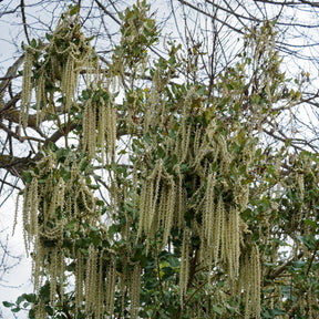 Balkon- en terrasplanten - Garrya - Garrya elliptica