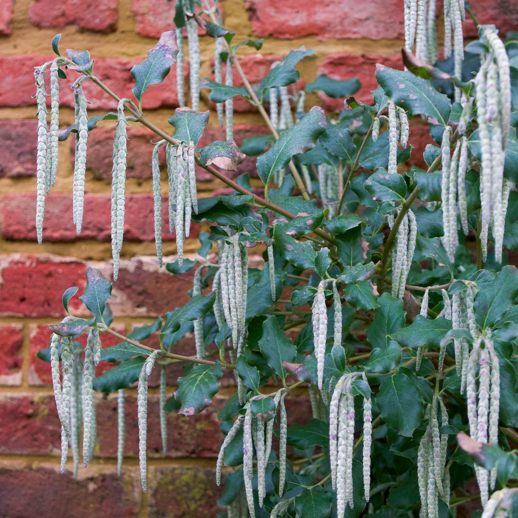 Garrya - Garrya elliptica - Willemse