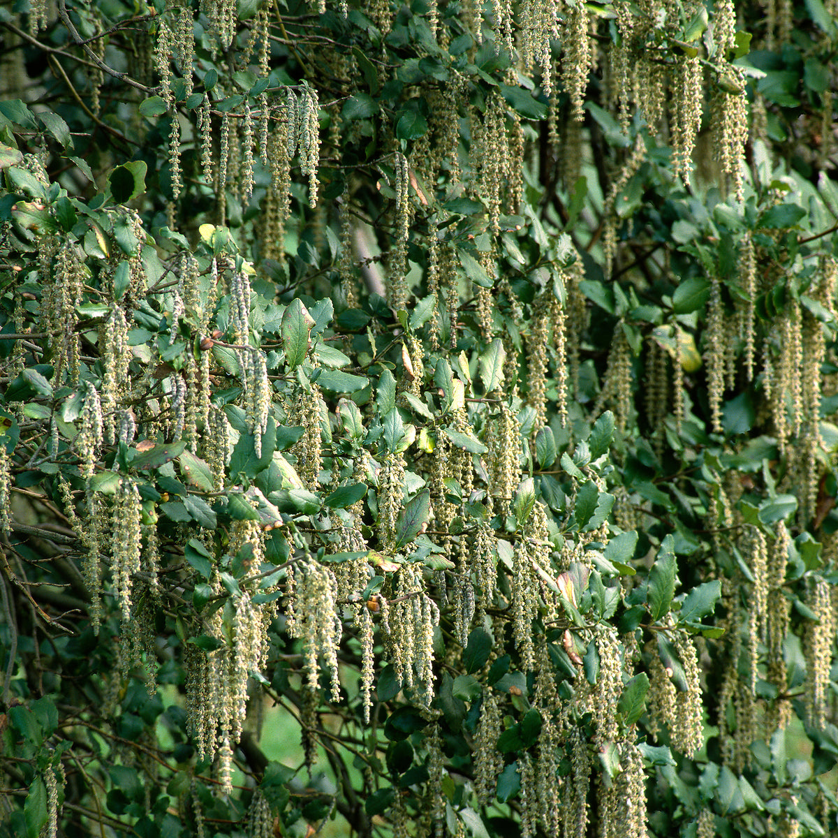 Verkoop Garrya - Garrya elliptica