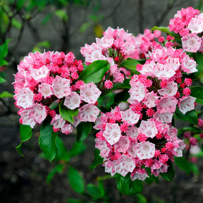 Wintergroene planten - Breedbladige lepelboom - Kalmia latifolia