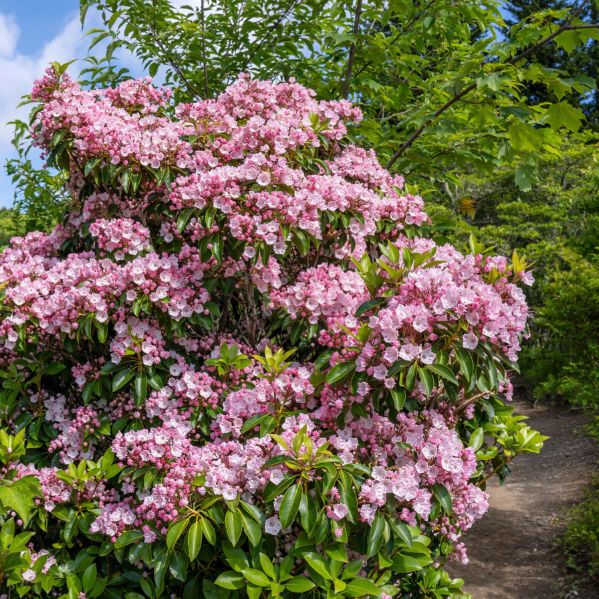 Breedbladige lepelboom - Willemse