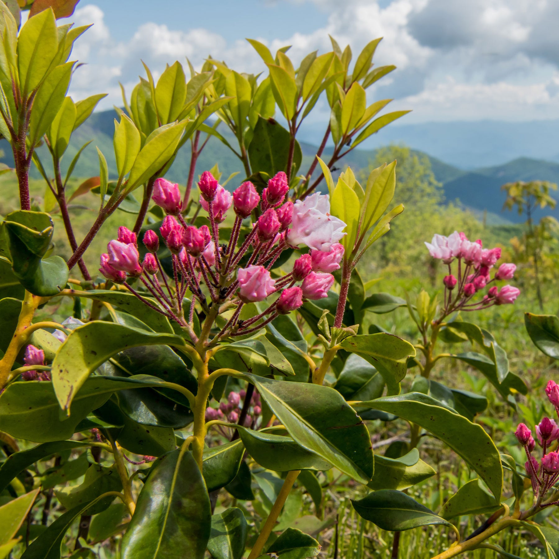 Verkoop Breedbladige lepelboom - Kalmia latifolia