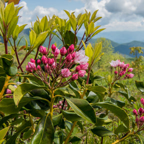 Verkoop Breedbladige lepelboom - Kalmia latifolia