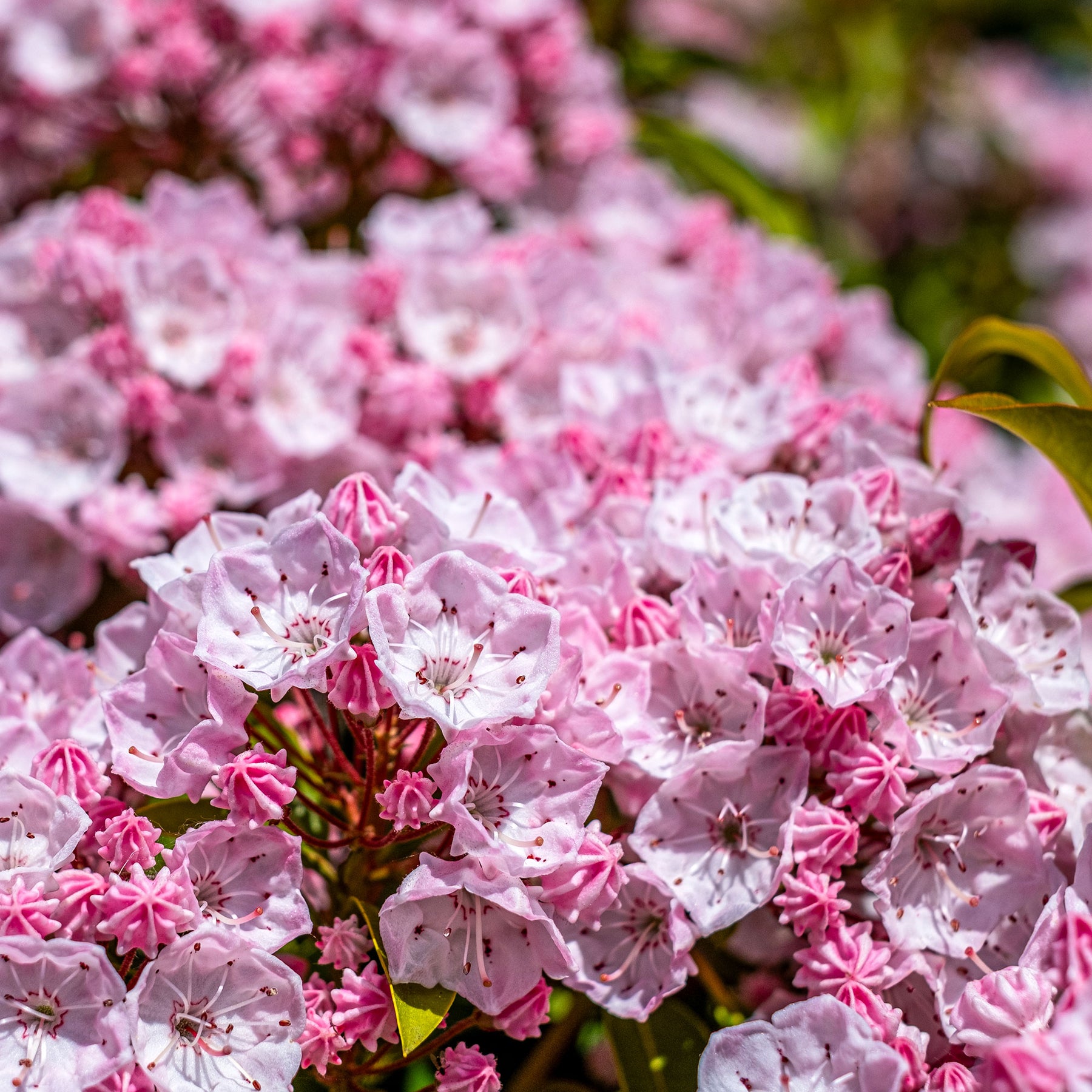 Breedbladige lepelboom - Kalmia latifolia - Willemse