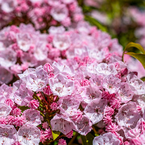 Breedbladige lepelboom - Kalmia latifolia - Willemse