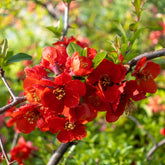 Japanse sierkwee 'Texas Red' - Chaenomeles speciosa Texas red - Willemse