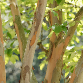 Schijncamelia - Stewartia pseudocamellia - Willemse