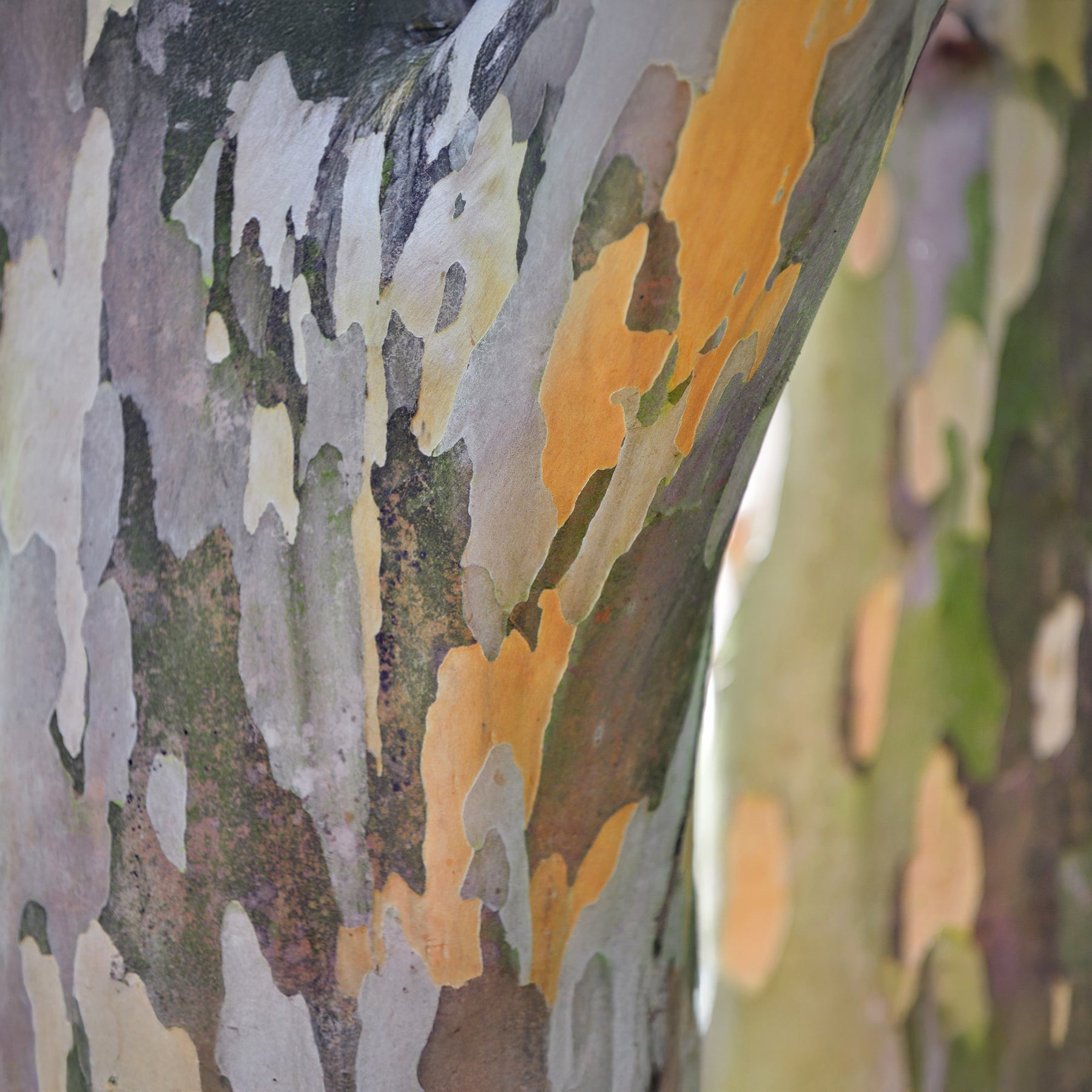 Balkon- en terrasplanten - Schijncamelia - Stewartia pseudocamellia