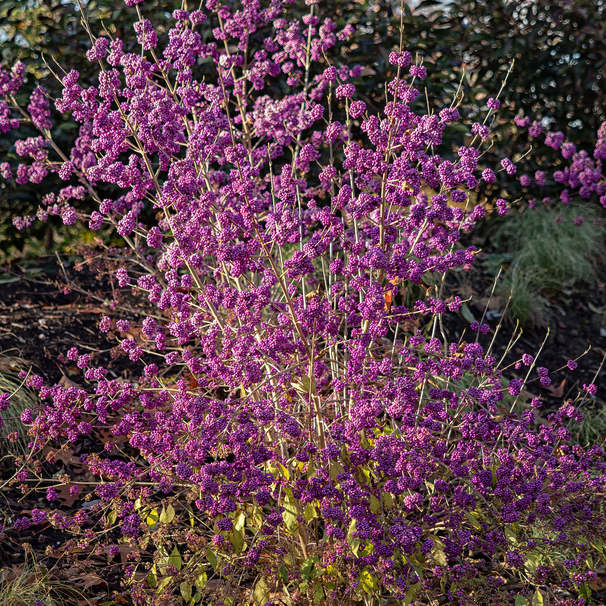 Schoonvrucht 'Profusion' - Callicarpa bodinieri Profusion - Willemse
