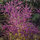 Schoonvrucht 'Profusion' - Callicarpa bodinieri Profusion - Willemse