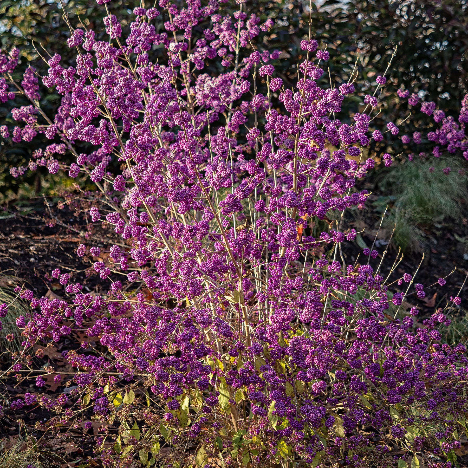 Schoonvrucht 'Profusion' - Callicarpa bodinieri Profusion - Willemse