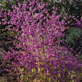 Schoonvrucht 'Profusion' - Callicarpa bodinieri Profusion - Willemse