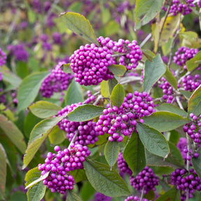 Verkoop Schoonvrucht 'Profusion' - Callicarpa bodinieri Profusion