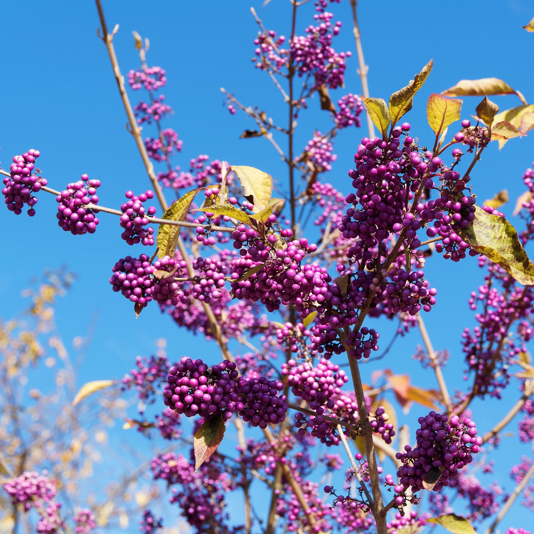 Heesters - Schoonvrucht 'Profusion' - Callicarpa bodinieri Profusion