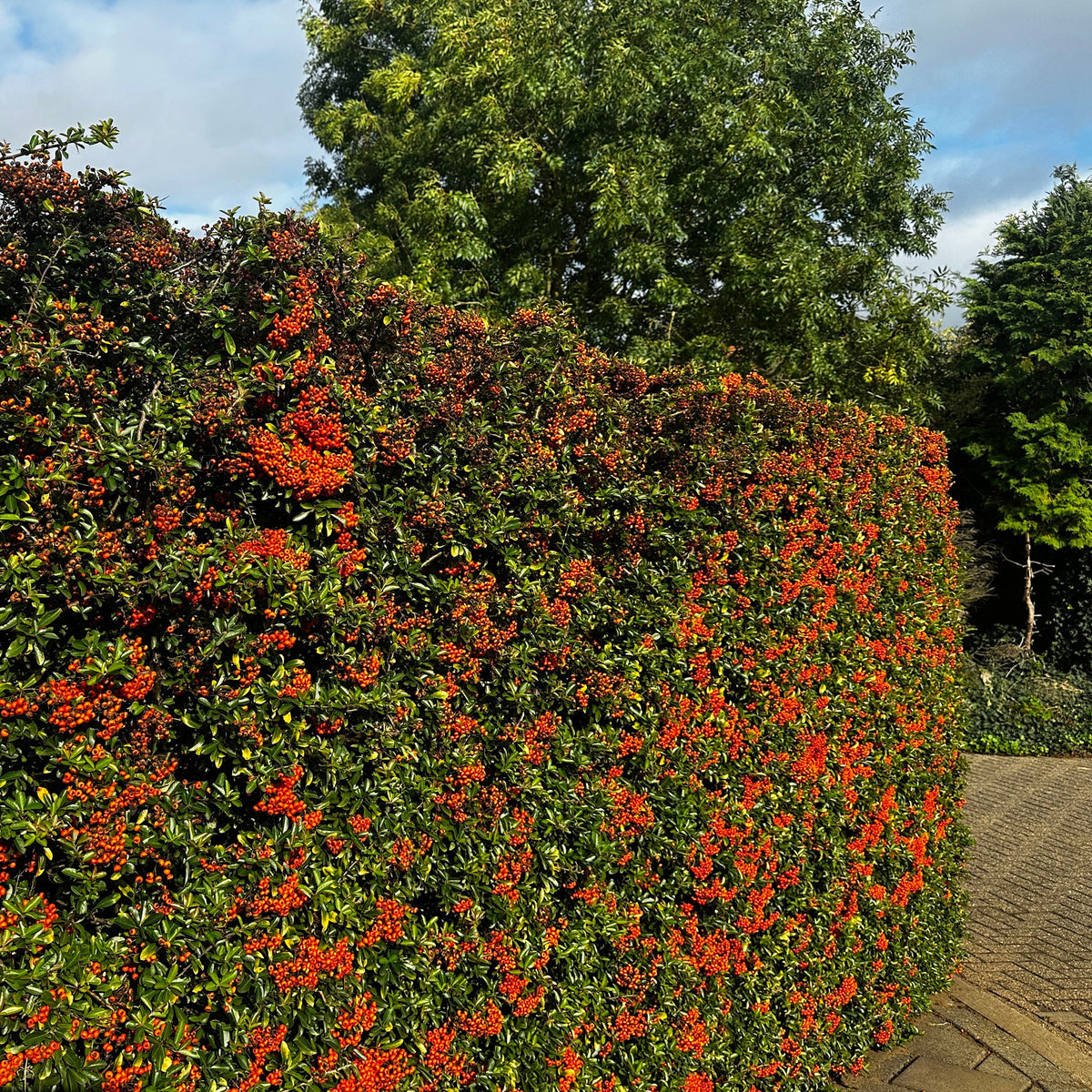Vuurdoorn 'Saphyr Rouge' (x3) - Pyracantha coccinea Saphyr Rouge - Willemse
