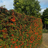Vuurdoorn 'Saphyr Rouge' (x3) - Pyracantha coccinea Saphyr Rouge - Willemse