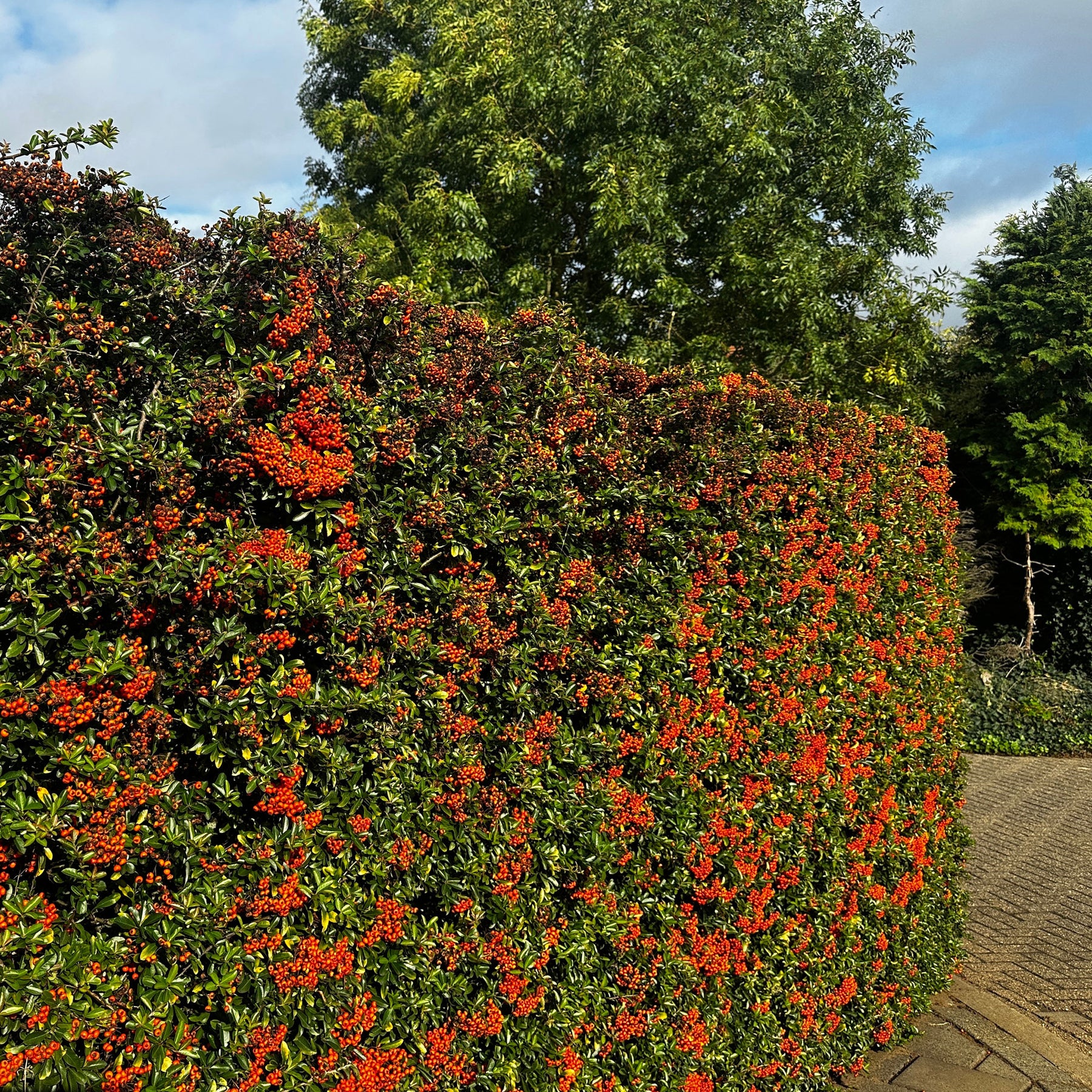 Vuurdoorn 'Saphyr Rouge' (x3) - Pyracantha coccinea Saphyr Rouge - Willemse