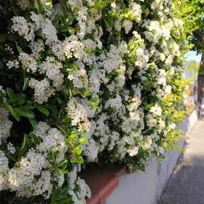 Pyracantha coccinea Saphyr Rouge - Vuurdoorn 'Saphyr Rouge' (x3) - Wintergroene planten