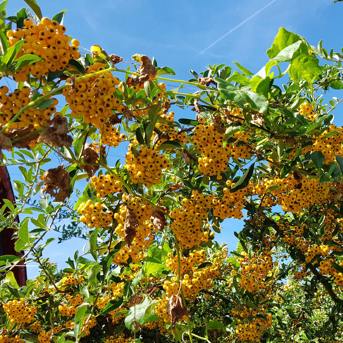 Vuurdoorn 'Saphyr Jaune' (x3) - Pyracantha saphyr jaune - Willemse