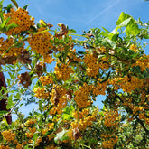 Vuurdoorn 'Saphyr Jaune' (x3) - Pyracantha saphyr jaune - Willemse