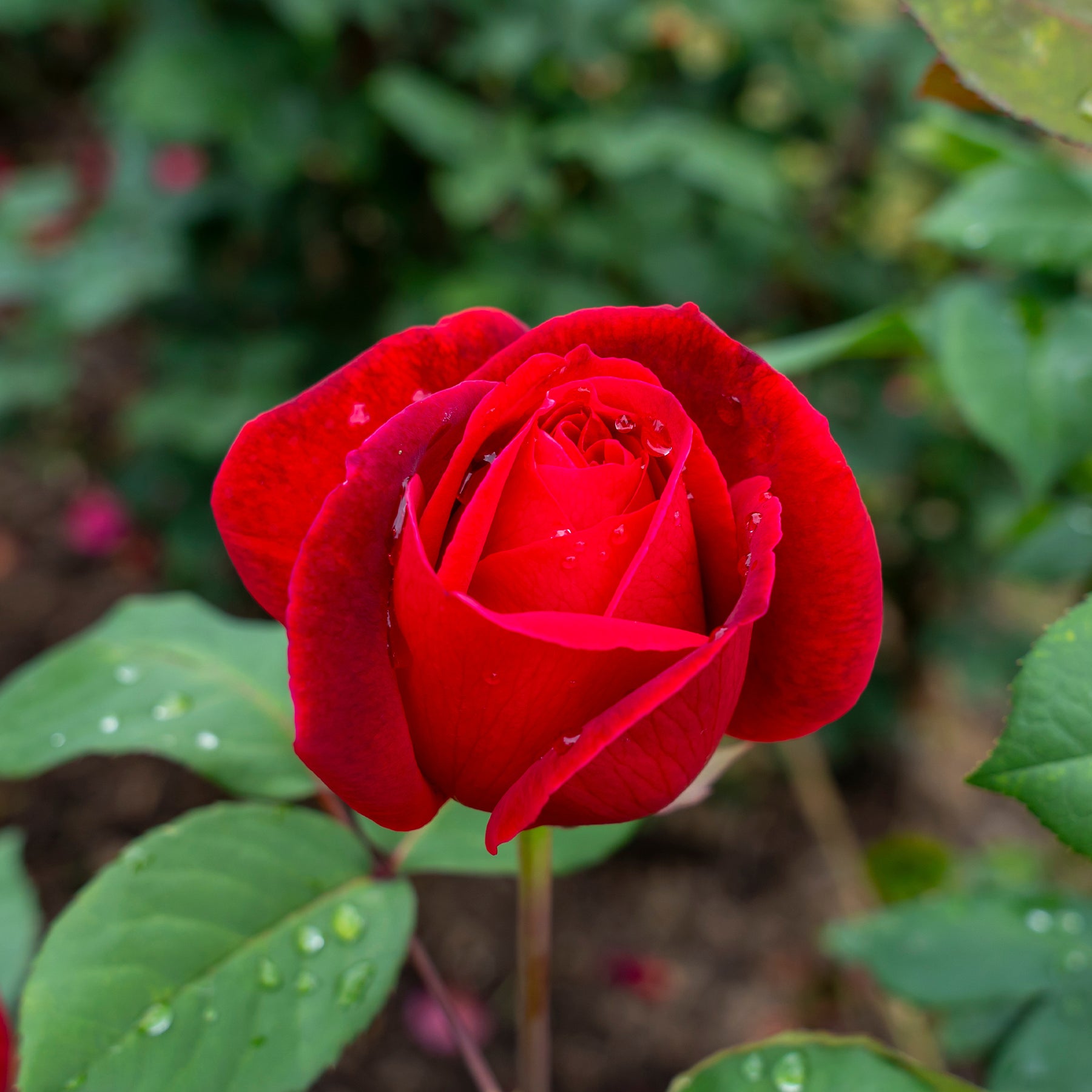 Roos 'Mr. Lincoln' - Rosa mr lincoln - Willemse