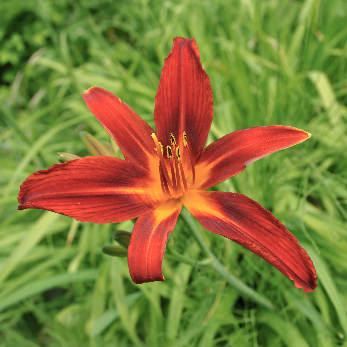 Verkoop Daglelie Crimson Pirate - Hemerocallis Crimson Pirate